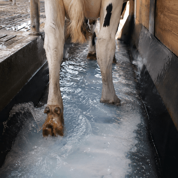 Kuh läuft durch Klauenbad Flüssigkeit mit leichten Spritzern