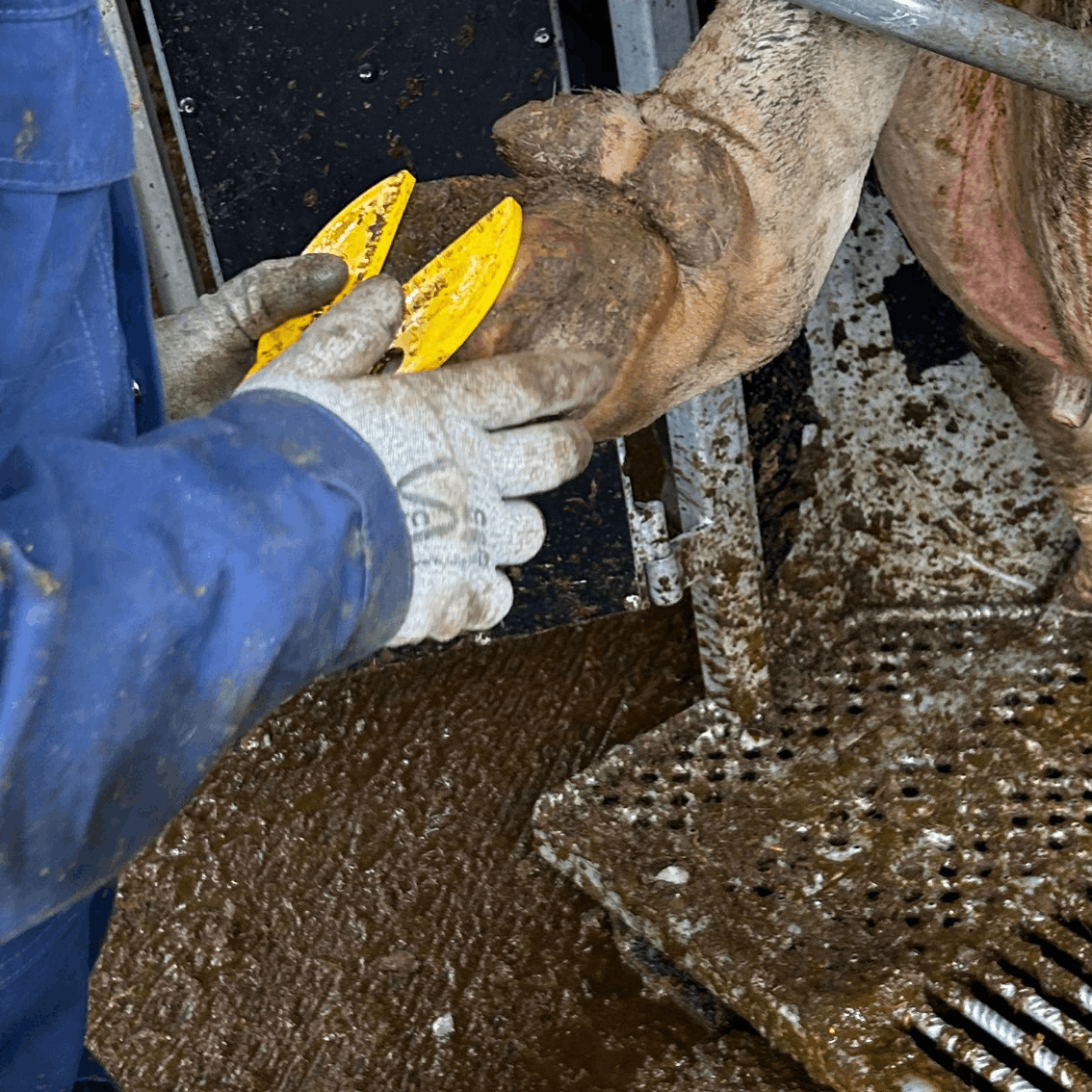 Klauenpflege Lehrgang mit praktischer Arbeit und professioneller Ausrüstung