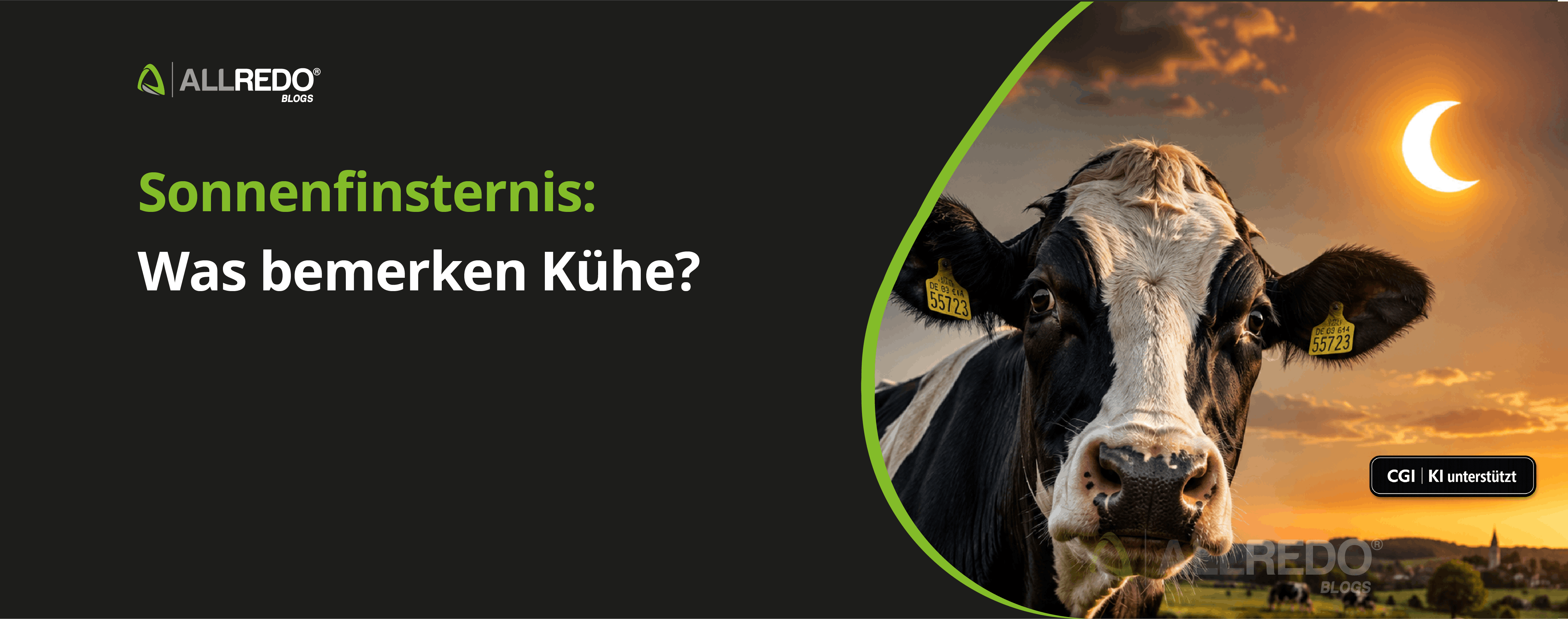Sonnenfinsternis: Was bemerken Kühe?