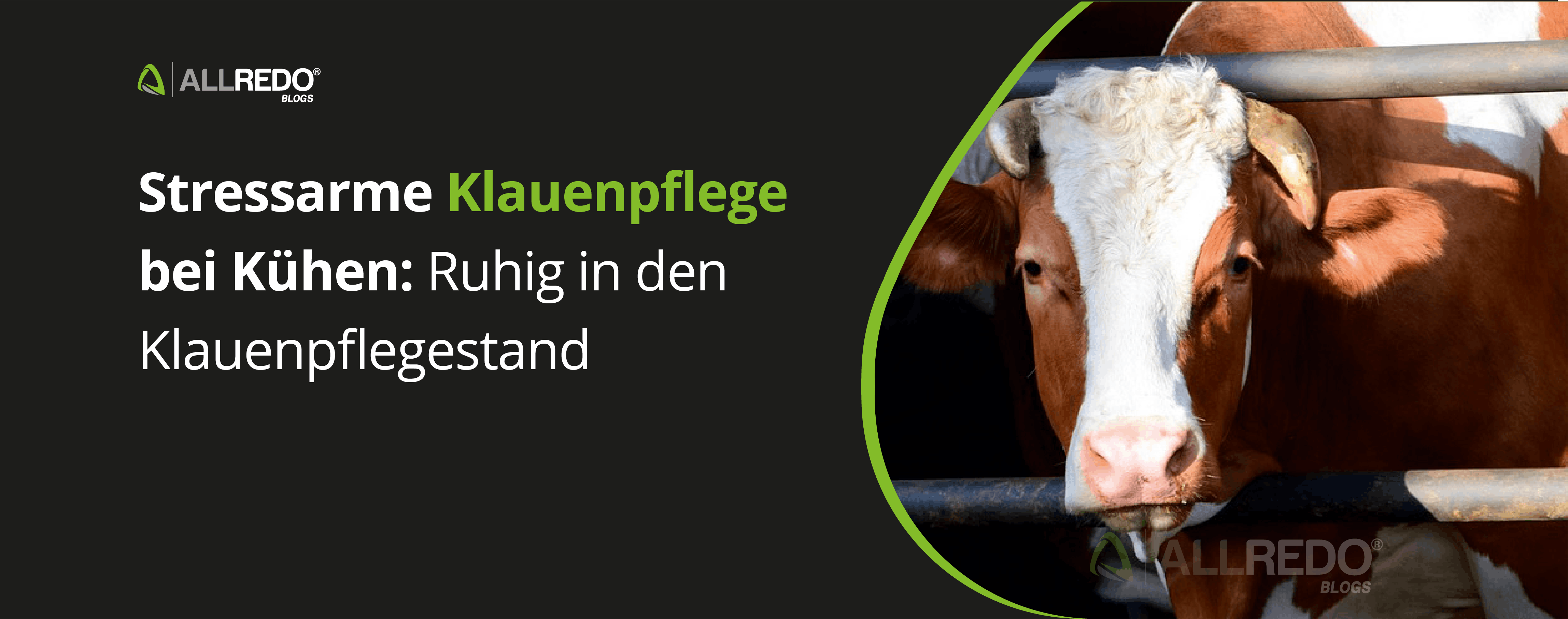 Stressarme Klauenpflege bei Kühen: Ruhig in den Klauenpflegestand