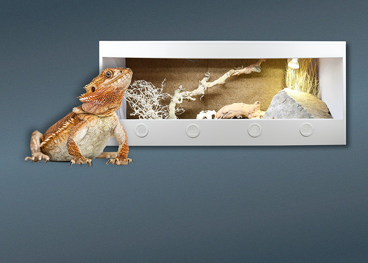 Terrarien für Bartagame