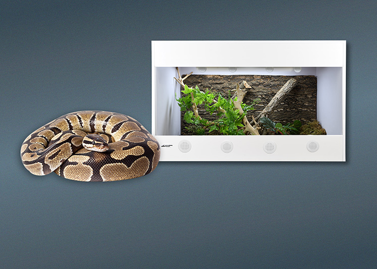 Terrarien für Königspython