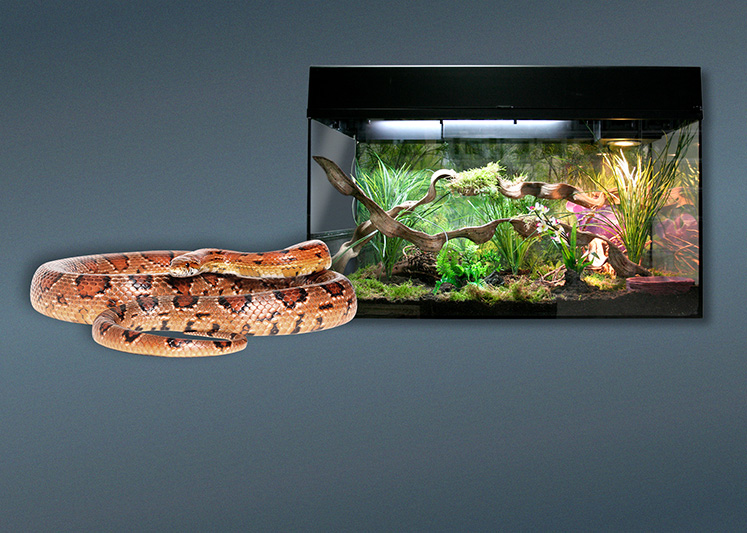 Terrarien für Kornnattern