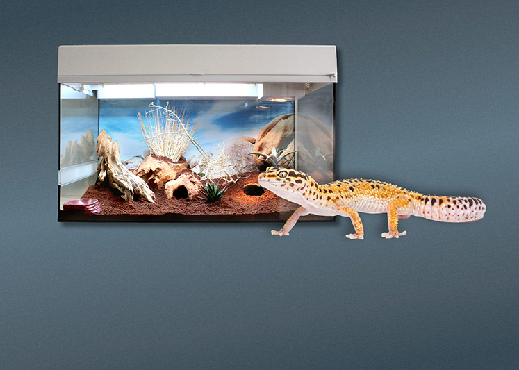 Terrarien für Leopardgeckos