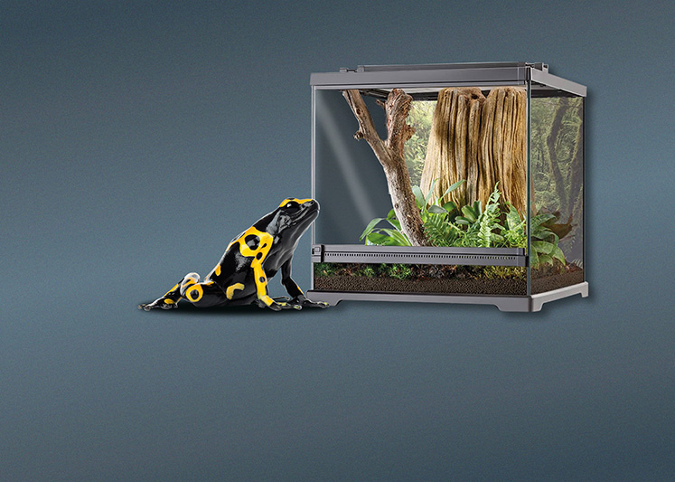 Terrarien für Pfeilgiftfrösche