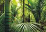 XXL Photo Wallpaper Mural Jungle Tropical Bamboo Nature 1