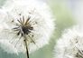 XL Photo wallpaper dandelions flower nature wallpaper paper non woven Des-7 1