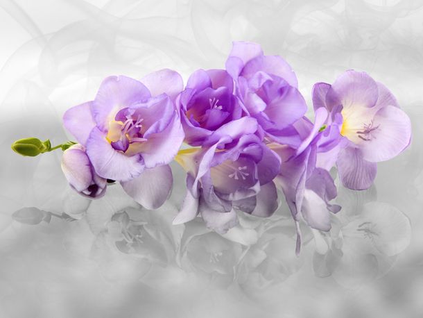 XL Fototapete Orchideen Blumen Natur Tapete Papier Vlies Des-15