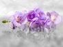 XL Photo wallpaper orchids flowern nature wallpaper paper non woven Des-15 1