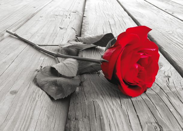 XL Fototapete Blume Rose Natur Tapete Papier Vlies Des-24