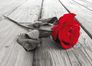 XL Photo wallpaper flower Rose nature wallpaper paper non woven Des-24 1