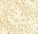 Image Vinyl Wallpaper Versace Home 4 Flowers 935855 1