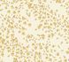 Wallpaper Sample 935855 1