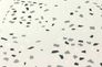 Detailbild Tapete Vlies New Walls Grafisch grauweiß silber schwarz Glanz 37394-2 | 373942 livingwalls 3