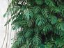 Image Photo Wallpaper Leaves Bamboo Floral grey green 38241-1 2