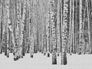 Artikelbild Fototapete Vlies Birken-Stämme Bäume Schnee grau 38259-1 2