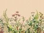Picture Photo Wallpaper Plants Leaves Floral beige 38277-1 2