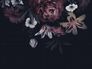 Picture Photo Wallpaper Flowers Blossoms Floral black 38279-1 3