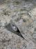 Produktbild Vliestapete Patina Stein silber grau Metallic 85724 3