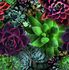 Image Photo Wallpaper Plants Floral green red Bella
