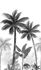 Image Photo Wallpaper Palms Plants Floral grey white 47204 2