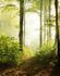 Image Photo Wallpaper Forest Clearing Trees green brown 47221 2