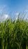 Image Photo Wallpaper Meadow Grass Floral green blue 47272 2