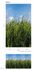 Illustration Photo Wallpaper Meadow Grass Floral green blue 47272 3
