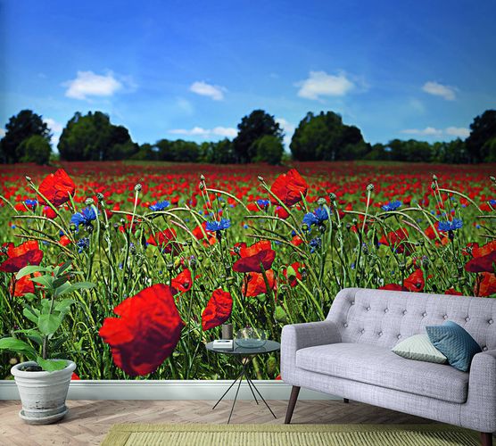 Picture Photo Wallpaper Poppies Meadow red green blue 47273