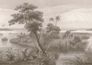 Wall mural 556155 Rasch Brown Beige Savannah Palm Tree 2