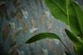 Non-woven Wallpaper green Texture palm leaves 39218-3 1