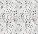 Vliestapete-Floral-Floral-Weiss-Grau-Metallic-38847-3-63215474 2