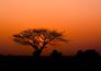 Rasch-Fototapete-Vlies-Baum-Afrika-Orange-Schwarz-363647-63215947 2