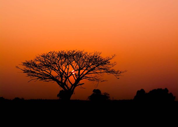 Photo wallpaper Rasch 363654 Savanna Sun Orange Black