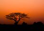Rasch-Fototapete-Vlies-Baum-Afrika-Orange-Schwarz-363654-63215948 1