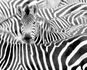 Rasch-Fototapete-Vlies-Zebra-Exotisch-Schwarz-Weiss-363609-63215953 2