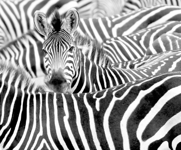 Rasch-Fototapete-Vlies-Zebra-Exotisch-Schwarz-Weiss-363616-63215954