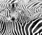 Rasch-Fototapete-Vlies-Zebra-Exotisch-Schwarz-Weiss-363616-63215954 1