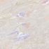 Vliestapete-Floral-Vintage-Grau-Weiss-38636-4-63217014_1 3