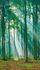 Digitaldruck-Wald-Natur-Sonne-Gruen-Braun-ML6301-63217742 2