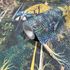 Vliestapete Tropisch Dschungel Grün Blau Bunt 47650 Zoombild 2