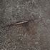 Vliestapete Betonoptik Shabby Anthrazit Metallic 79085-5 Ausschnitt 9