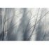Guido Maria Kretschmer photo wallpaper forest grey 4