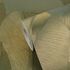 Non-woven wallpaper Tropical Green Gold Metallic 79039-4 4