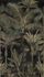 Fototapete Dschungel Palmen Shabby Schwarz Grün 76190-4 2