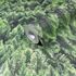 Non-woven wallpaper fir trees forest nature green 45730 2