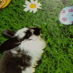 Wiese-Hase-Eier-Ostern5.jpg