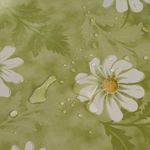 Margeriten-Gruen-Weiss-Blumen5.jpeg
