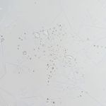 Transparent-Weiss-Bluete5.jpg