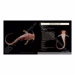 Banjos Dorads and Woodcats - Aspredinidae Doradidae and Auchenipteridae Catfishes (Produktbild)